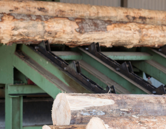 За контрабанду лісу до Європи: у депутата з Чернігівщини арештували 39 ділянок, два будинки та автомобілі