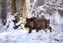 80 тисяч гривень за двох диких кабанів: на Чернігівщині покарали браконьєрів