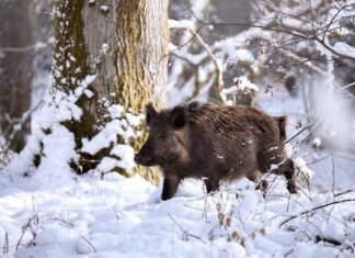 80 тисяч гривень за двох диких кабанів: на Чернігівщині покарали браконьєрів