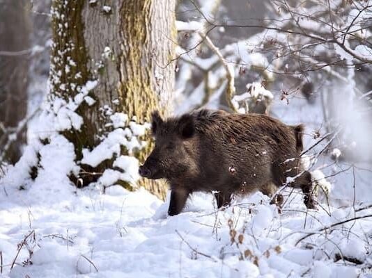 80 тисяч гривень за двох диких кабанів: на Чернігівщині покарали браконьєрів