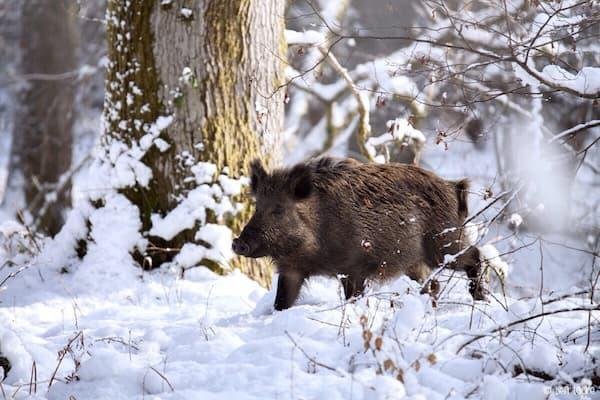 80 тисяч гривень за двох диких кабанів: на Чернігівщині покарали браконьєрів