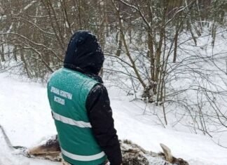 На трасі біля Ягідного на Чернігівщині автомобіль збив червонокнижного лося