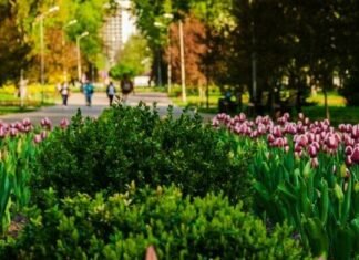 У Чернігові планують витратити понад 66 мільйонів гривень на благоустрій озеленених територій