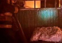 На Чернігівщині в пожежі загинув пенсіонер