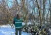 Незаконна вирубка лісосмуг на Прилуччині: довкіллю завдано збитків на понад 6,5 млн грн
