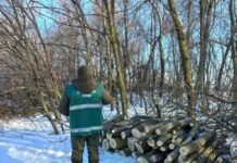 Незаконна вирубка лісосмуг на Прилуччині: довкіллю завдано збитків на понад 6,5 млн грн