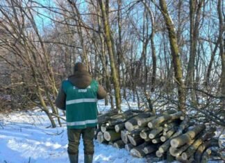 Незаконна вирубка лісосмуг на Прилуччині: довкіллю завдано збитків на понад 6,5 млн грн