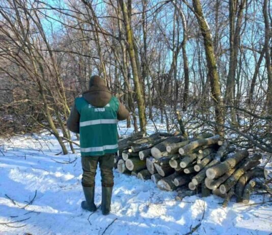 Незаконна вирубка лісосмуг на Прилуччині: довкіллю завдано збитків на понад 6,5 млн грн