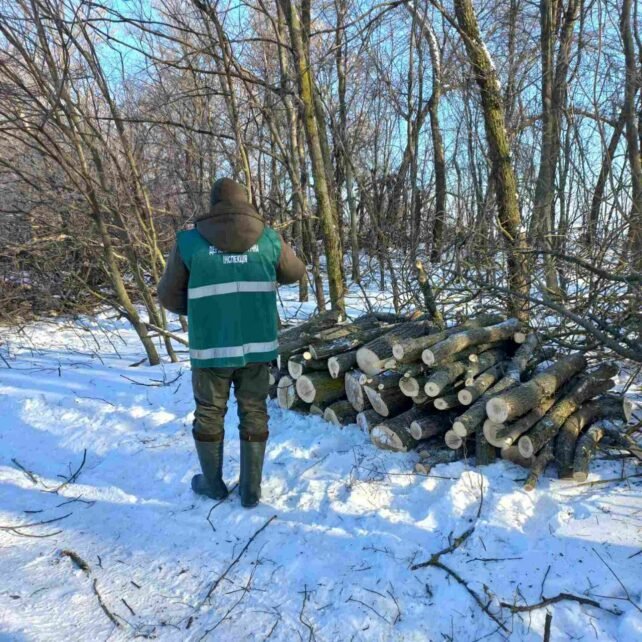 Незаконна вирубка лісосмуг на Прилуччині: довкіллю завдано збитків на понад 6,5 млн грн