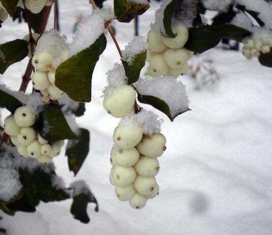 Сніжноягідник білий: на Чернігівщині можна побачити кущ із «зимовими» ягодами
