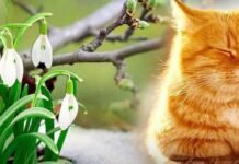 Від морозів до +2 °C: прогноз погоди на Чернігівщині на найближчі дні