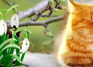 Від морозів до +2 °C: прогноз погоди на Чернігівщині на найближчі дні