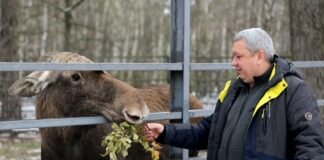 Березові віники для Єви та сіно для диких коней: як у «Беремицькому» на Чернігівщині дбають про тварин взимку