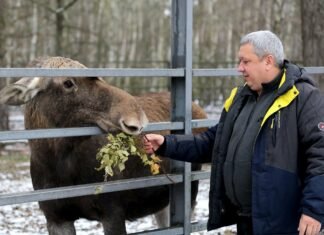 Березові віники для Єви та сіно для диких коней: як у «Беремицькому» на Чернігівщині дбають про тварин взимку