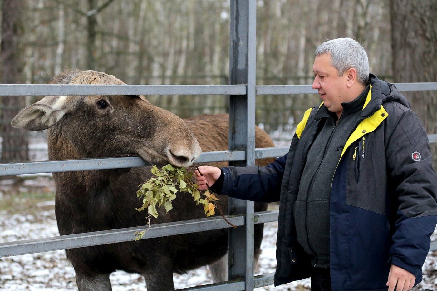 Березові віники для Єви та сіно для диких коней: як у «Беремицькому» на Чернігівщині дбають про тварин взимку