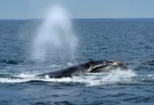 Осталось менее 400: самый редкий кит в мире вновь под угрозой вымирания из-за людей