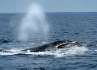 Осталось менее 400: самый редкий кит в мире вновь под угрозой вымирания из-за людей