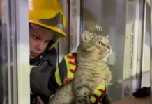 Операція порятунку: у Чернігові визволили налякану кішку