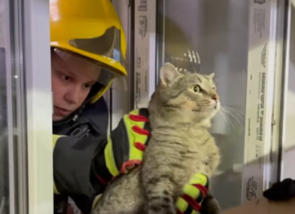 Операція порятунку: у Чернігові визволили налякану кішку