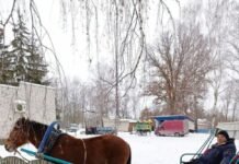 Незвичний вид гужового транспорту використовують у селі на Чернігівщині (Фото)