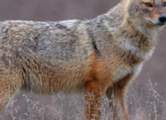 Нетиповий вид: на Чернігівщині зафіксували шакала