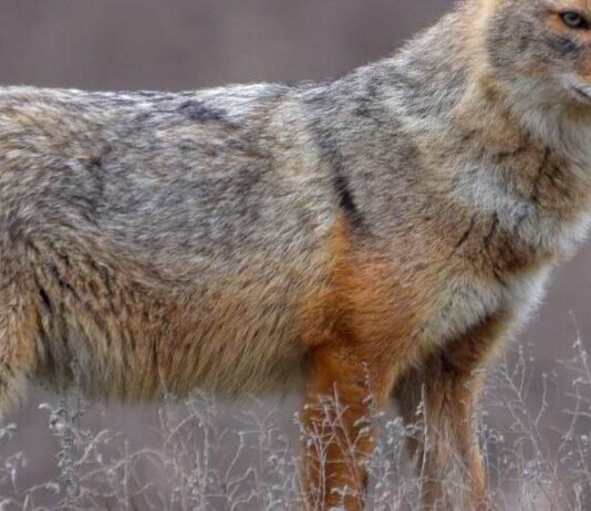 Нетиповий вид: на Чернігівщині зафіксували шакала