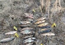 На Чернігівщині спіймали браконьєра, який острогою добув понад 23 кг риби