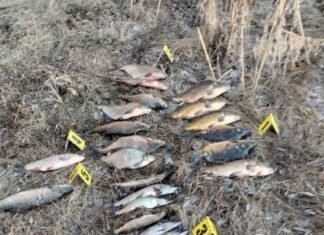 На Чернігівщині спіймали браконьєра, який острогою добув понад 23 кг риби