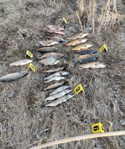 На Чернігівщині спіймали браконьєра, який острогою добув понад 23 кг риби