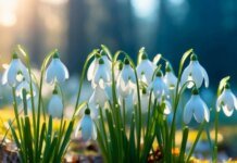 8 березня в Україні очікується тепла погода без опадів — до +15°