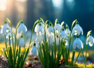 8 березня в Україні очікується тепла погода без опадів — до +15°