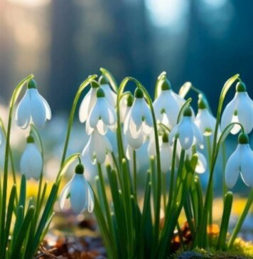 8 березня в Україні очікується тепла погода без опадів — до +15°