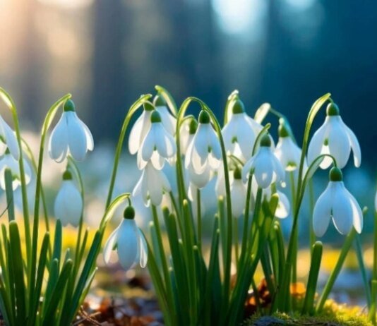 8 березня в Україні очікується тепла погода без опадів — до +15°