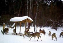 У мисливських угіддях Чернігівщини побільшало дичини – результати зимового обліку