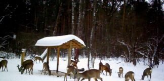 У мисливських угіддях Чернігівщини побільшало дичини – результати зимового обліку