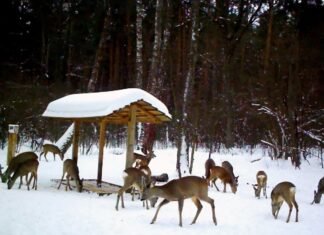 У мисливських угіддях Чернігівщини побільшало дичини – результати зимового обліку