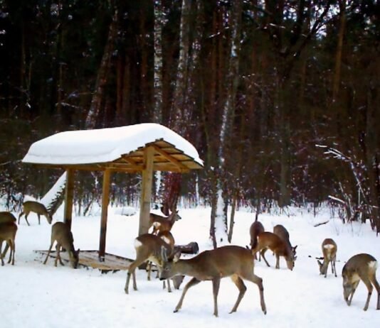 У мисливських угіддях Чернігівщини побільшало дичини – результати зимового обліку