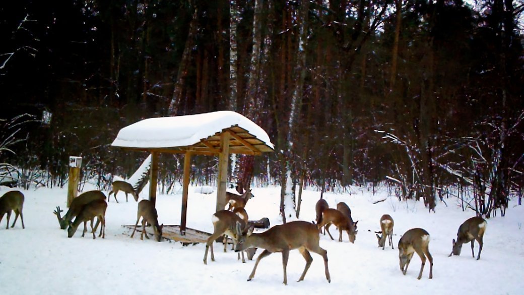 У мисливських угіддях Чернігівщини побільшало дичини – результати зимового обліку