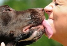 На Чернігівщині зафіксували перший у 2026 році випадок ехінококозу