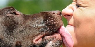 На Чернігівщині зафіксували перший у 2026 році випадок ехінококозу