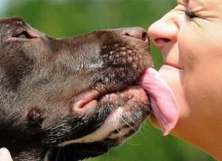 На Чернігівщині зафіксували перший у 2026 році випадок ехінококозу