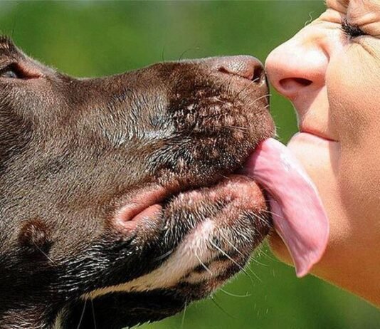 На Чернігівщині зафіксували перший у 2026 році випадок ехінококозу