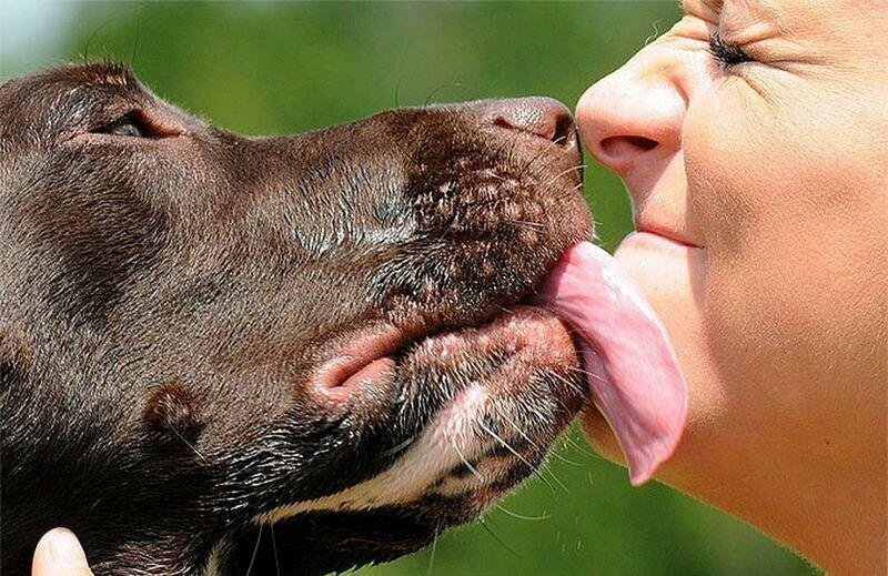 На Чернігівщині зафіксували перший у 2026 році випадок ехінококозу