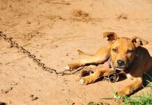 Нові правила для власників тварин: в Україні обмежили утримання собак на ланцюгу