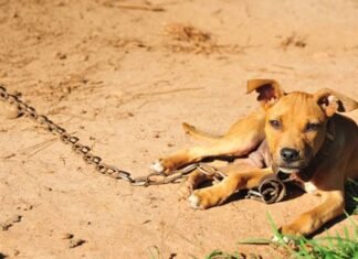 Нові правила для власників тварин: в Україні обмежили утримання собак на ланцюгу