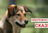 На Чернігівщині зафіксували сказ у собаки: у селі запровадили карантин