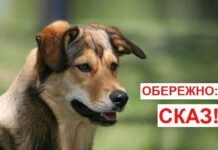 На Чернігівщині зафіксували сказ у собаки: у селі запровадили карантин