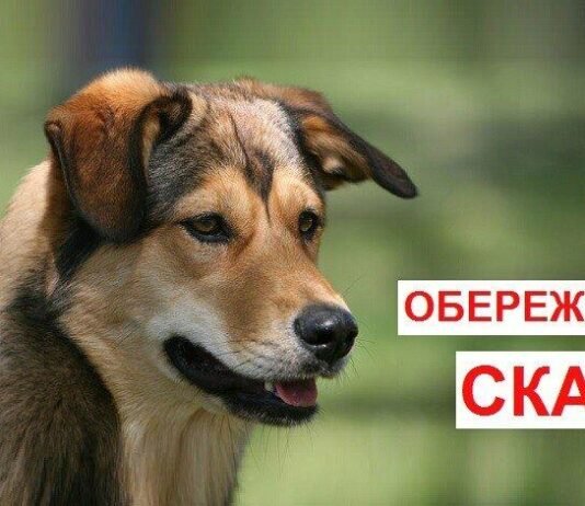 На Чернігівщині зафіксували сказ у собаки: у селі запровадили карантин