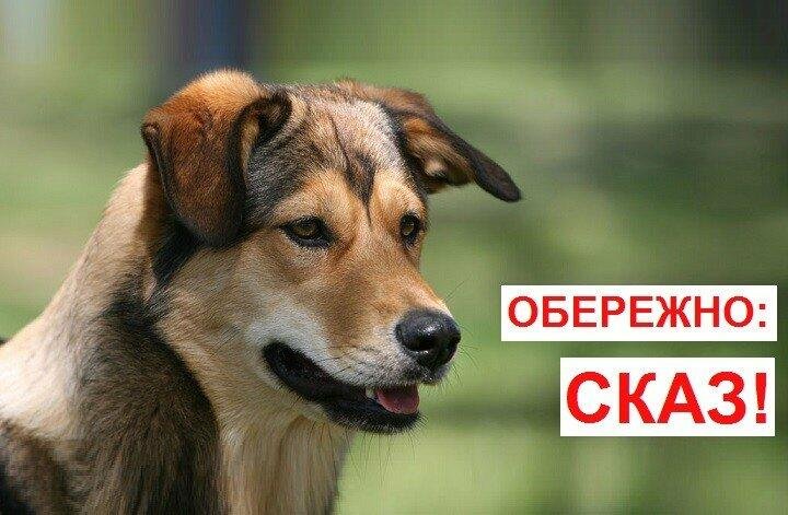 На Чернігівщині зафіксували сказ у собаки: у селі запровадили карантин
