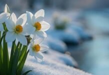 На Чернігівщині прогнозують теплий кінець березня: місцями до +19°C